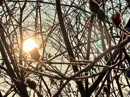 Weisheitsperle Winterzweige mit Sonne