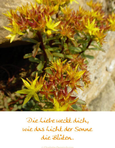 Charlotte Deppisch, Weisheiten und Naturfotos: Die Liebe weckt dich, wie das Licht der Sonne die Blüten.