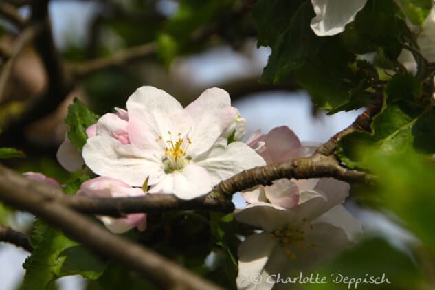 Naturfoto-Seelengedicht-Geboren-Apfelbluete-CharlotteDeppisch