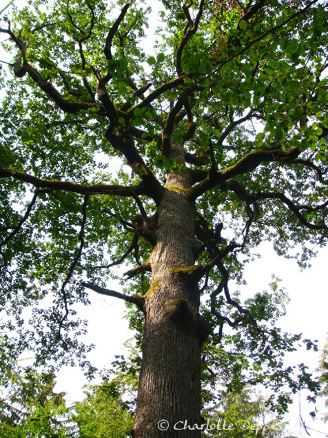 Naturfoto-Seelengedicht-Geboren-Laubbaum-CharlotteDeppisch