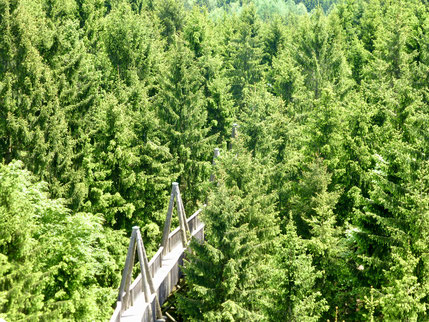 Brücke durch grüne Baumgipfel