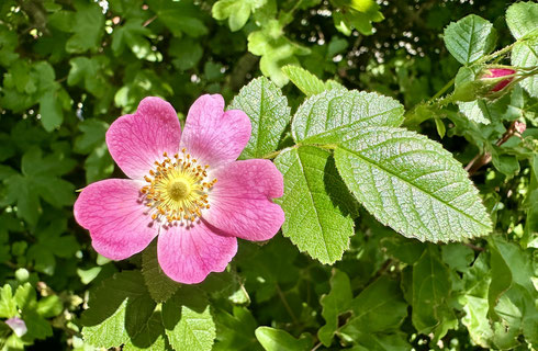 Weisheit Wahre Würde, einzelne leuchtend pinke, ungefüllte Wildrosenblüte an grünem Rosenbusch