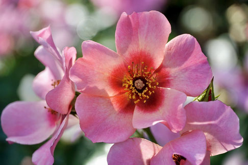 Weisheitsperle: Innehalten, pink-rote Blüten