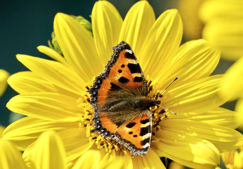 Weisheit Eine Antwort, Fuchsschwanz-Schmetterling in der Mitte einer großen gelben Blüte