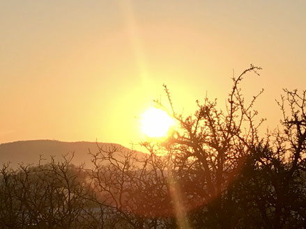 Weisheit wärmender Sonnenstrahl, goldgelber Sonnenaufgang hinter dornigen Sträuchern