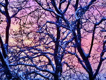 Weisheitsperle Winterlich verschneite Äste vor rosa Sonnenuntergang, verwandelnde und erlösende Kraft