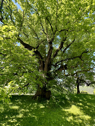 Weisheitsperle Geringschätzung, grüner kraftvoller, alter Baum