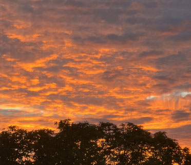 Weisheit im Licht Gottes, von unten leuchtend ornage vom Sonnenuntzergang beschienene Wolkendecke über Baumwipfeln