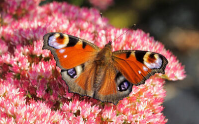 Vertraut auf den Körperschmetterling