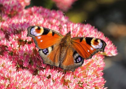 Seelengedicht voller Vertrauen, Fuchsschwanz-Schmetterling auf pinken Sterdoldenblüten