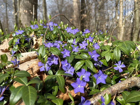 Weisheitsperle blaue Blüten überwachsen einen Holzstapel, die eigene Transformation erfordert sehr viel Mut