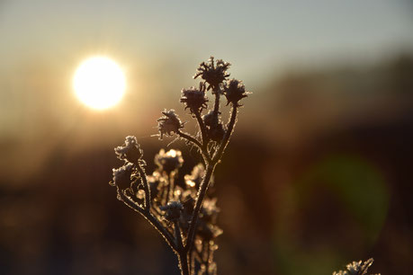 Seelengedicht Ja ich will, braune getrocknete Samenstände vor einer Wintersonne