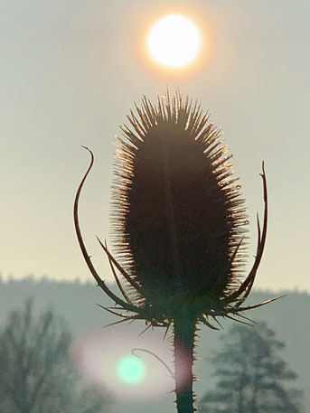 Seelengedicht Lichtfunken, Samenstand der Wilden Karde vor Sonnenuntergang