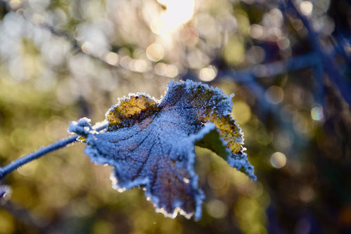 Seelengedicht Energiefluss, mit Eiskristallen überzogenes Blatt im blauen Licht