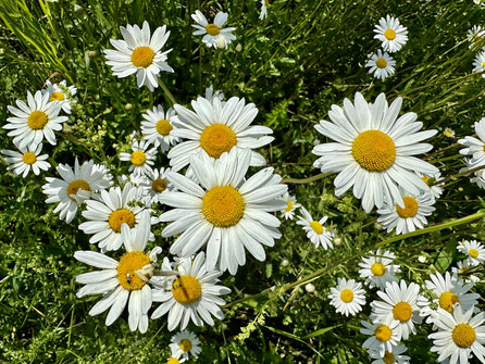 weisse Wiesenmargariten mit dottergelbem Stempel, in der Unendlichkeit des Seins