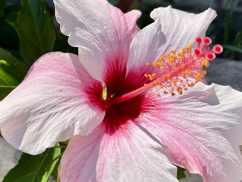 Charlotte Deppisch - Weisheitsperle Hibiskusblüte